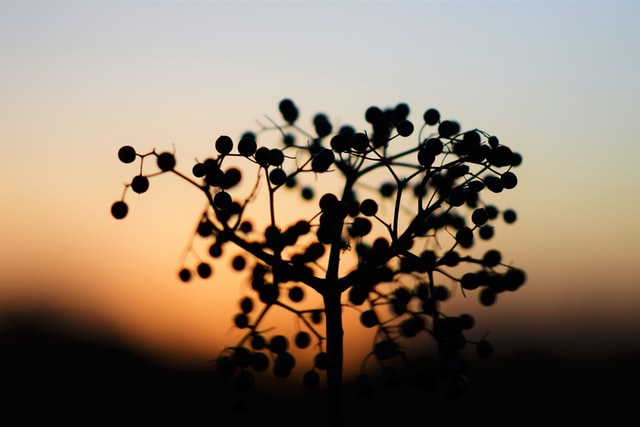 elderberries