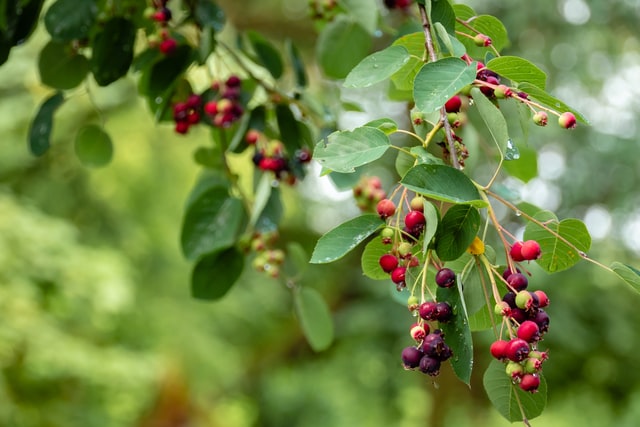 elderberries